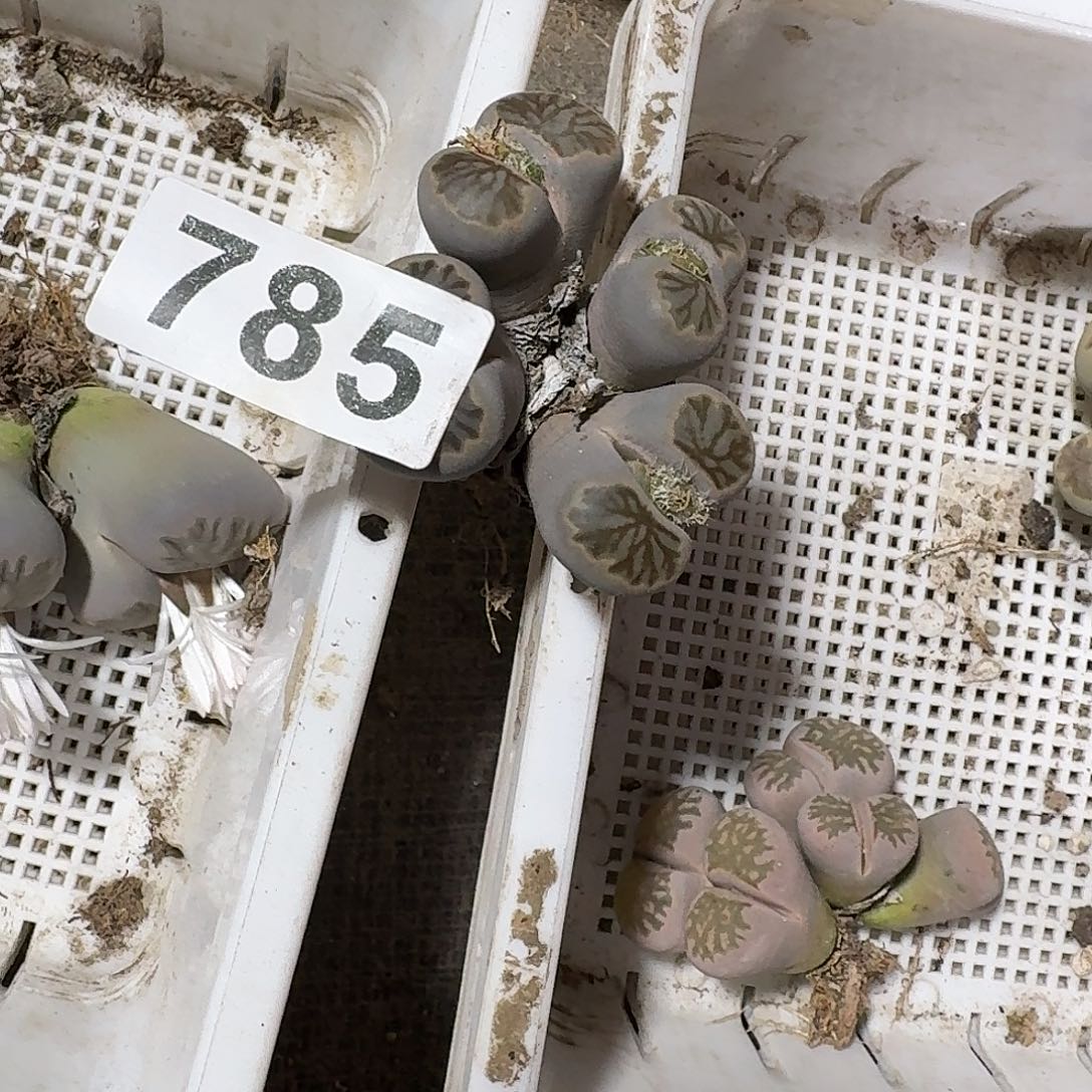 ****姿生石花一物一拍785