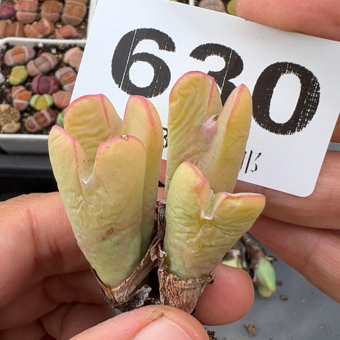 2.15好看的多肉630