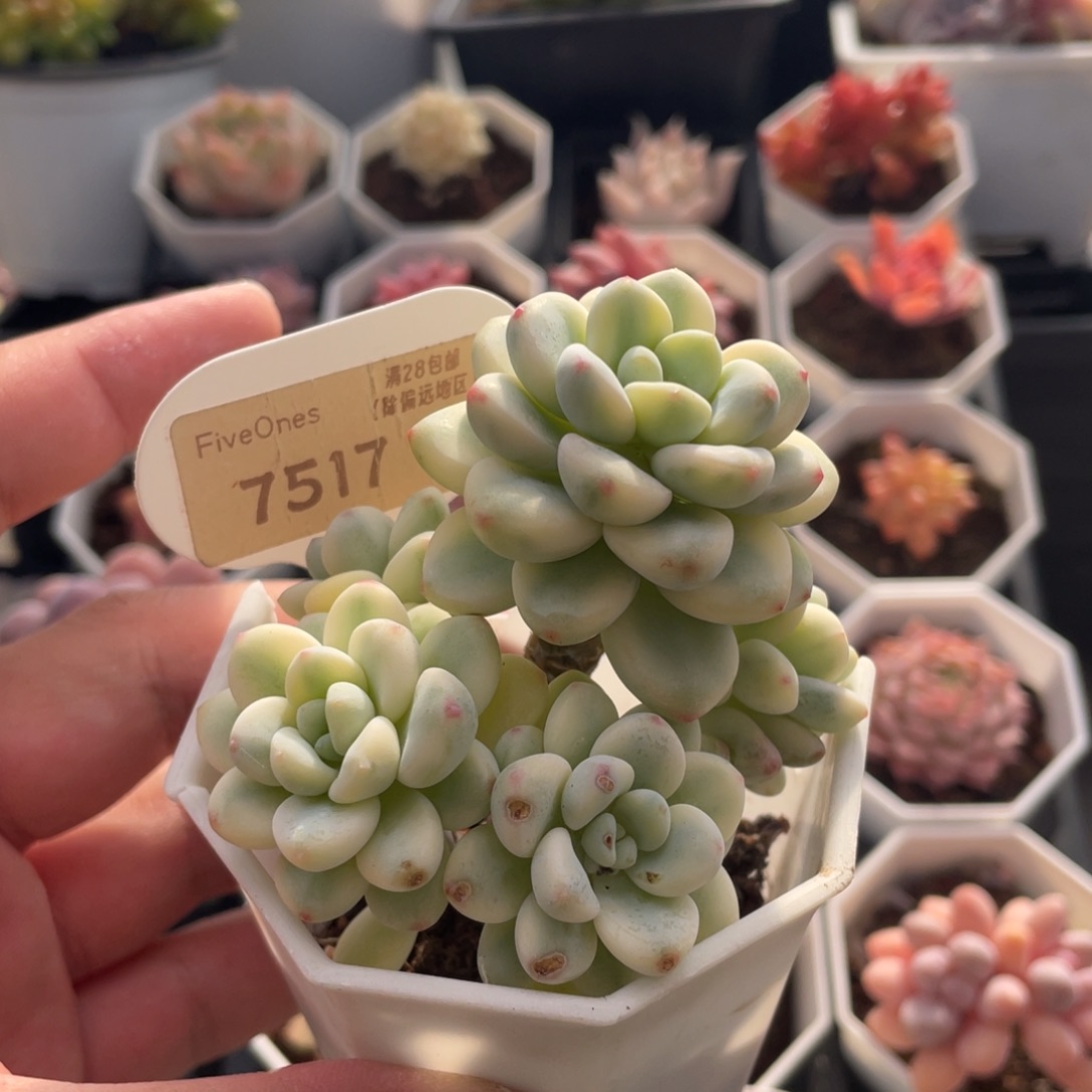 劳尔锦7517有伤7厘米