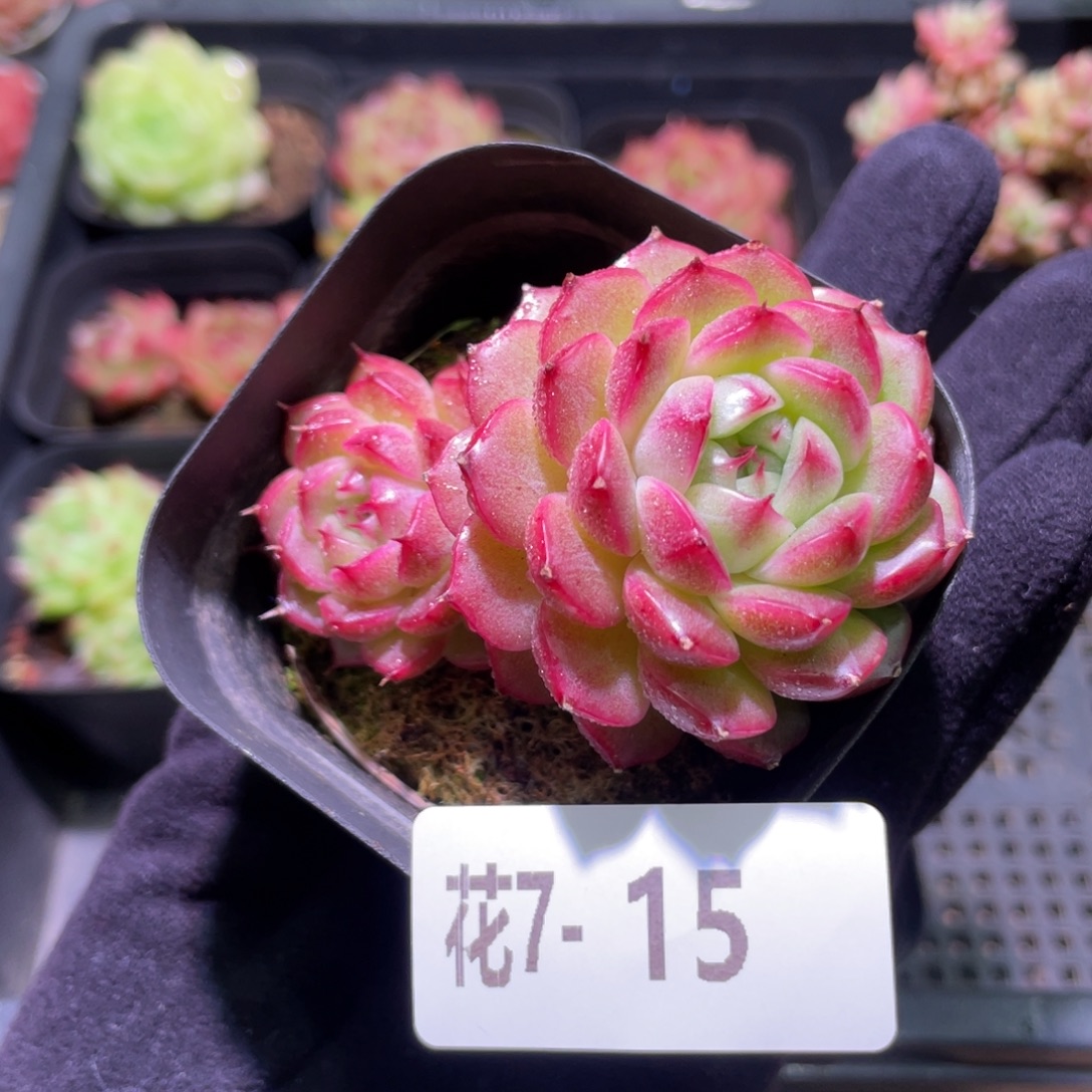 花利美7-15海王带仔