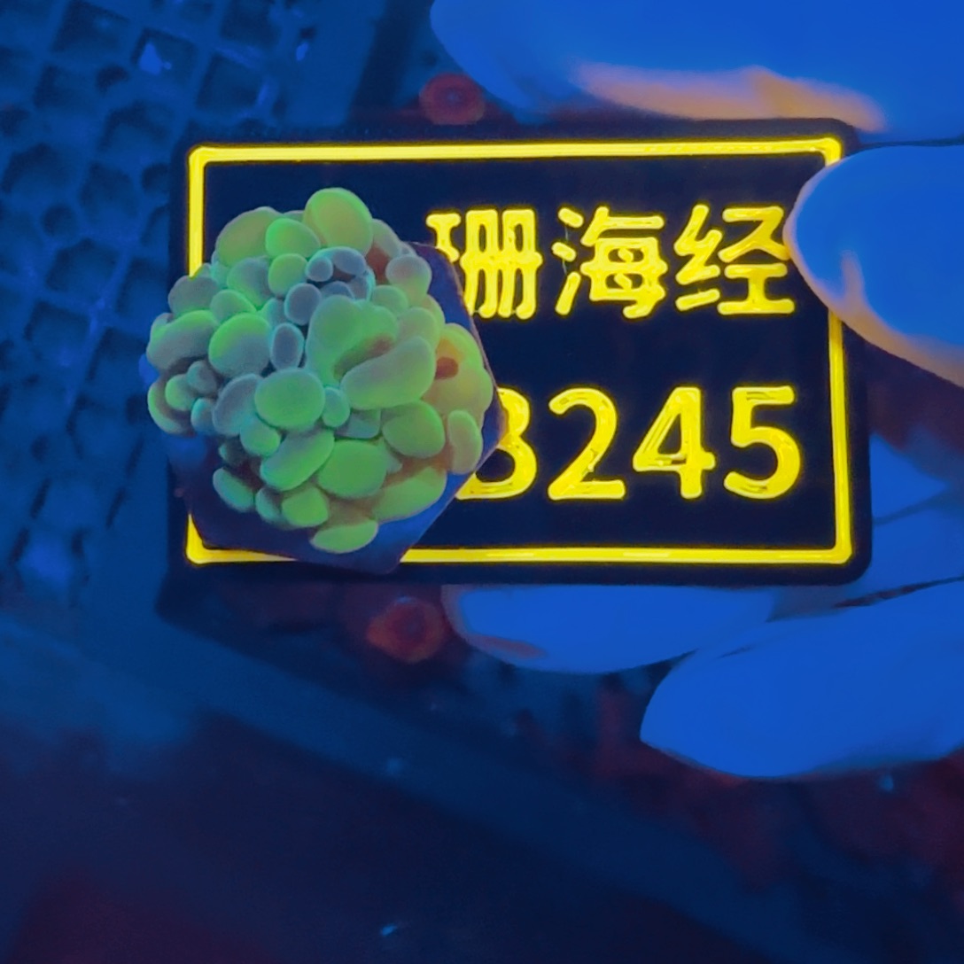 番***丝纽扣珊瑚晓晓不包邮榔头B245