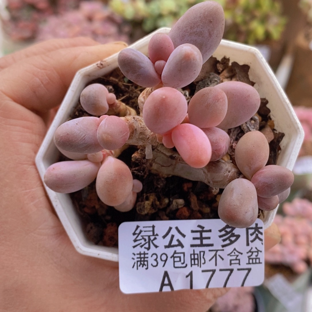 糖果美人老桩7 cm1777多肉