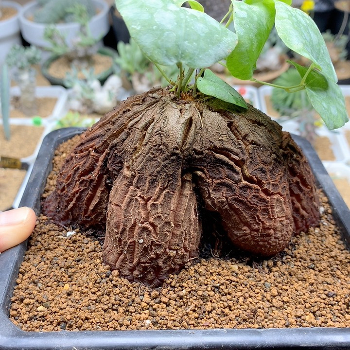 大象足龟甲龙带盆11.5cm