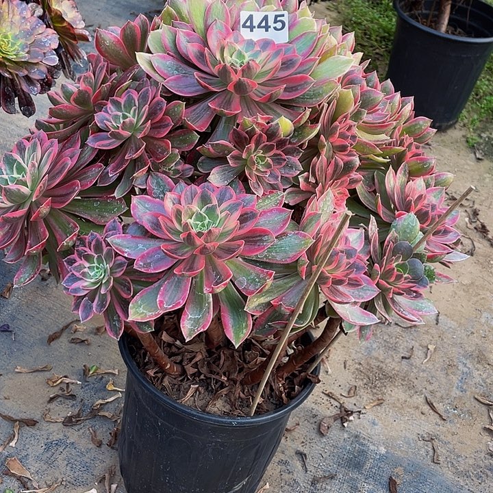 多肉法师445号浣纱发货不包损