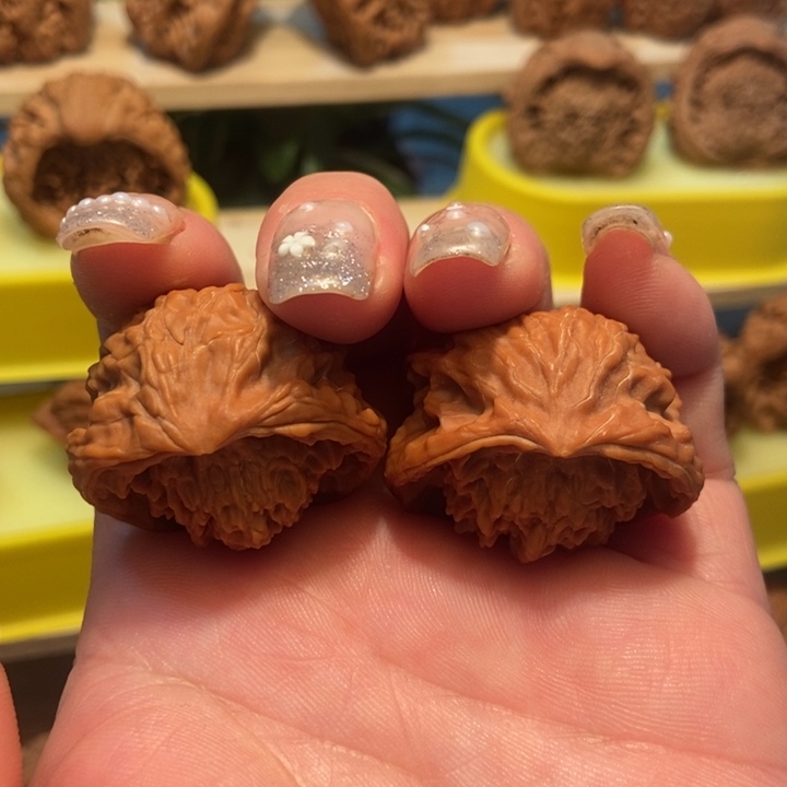 官方网站发布宫灯蛇