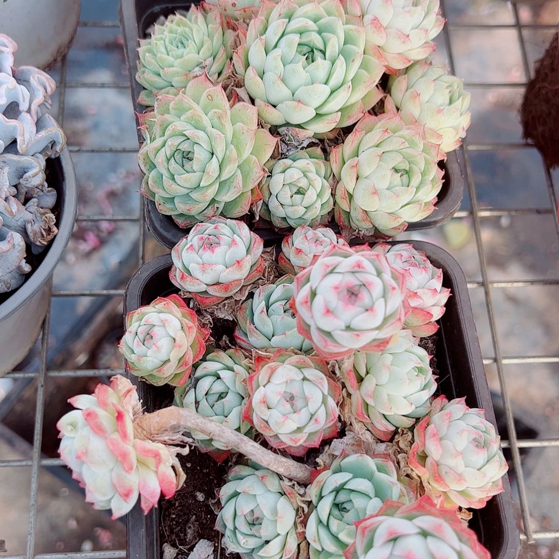 麦秆女王多头造型精品