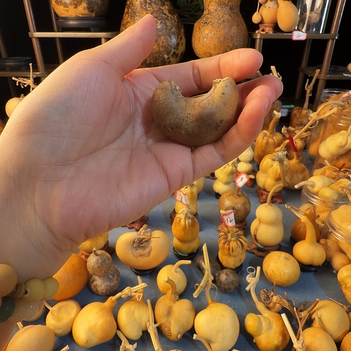 ****7葫芦大厚皮是真的好看