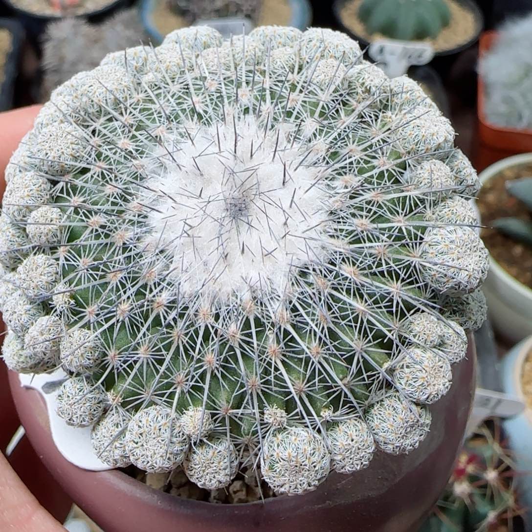 31乌月丸多肉5.5厘米