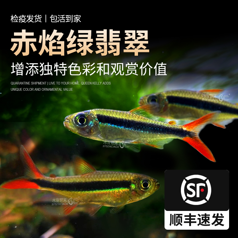 直播赤焰绿翡翠活体观赏鱼热带鱼南美进口炽焰小型灯鱼稀有红尾