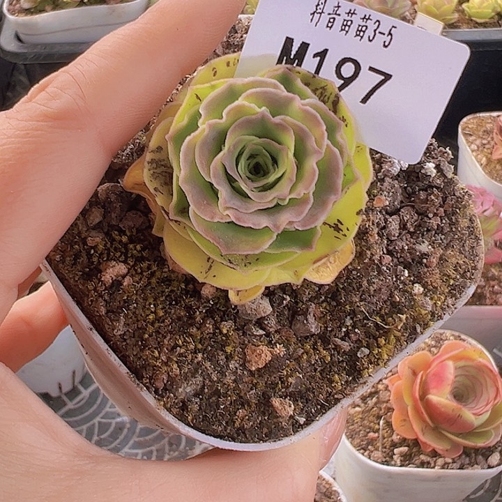 L****山地玫瑰多肉植物197
