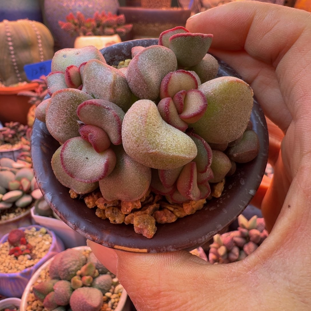 一组自拍，感谢支持