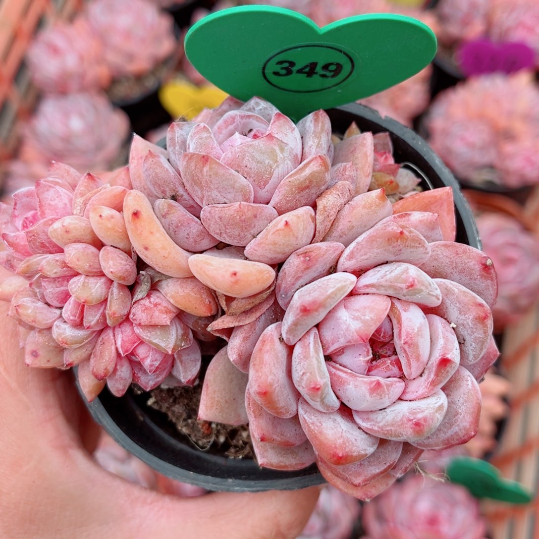 349号小老桩橙梦露朵朵缀