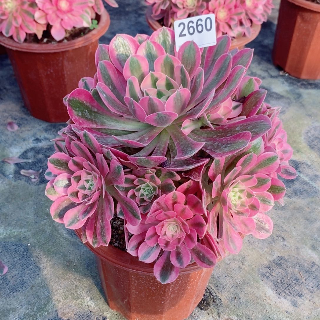 粉女巫2660多肉1111