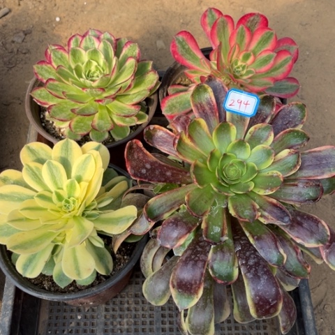 294多肉植物组合