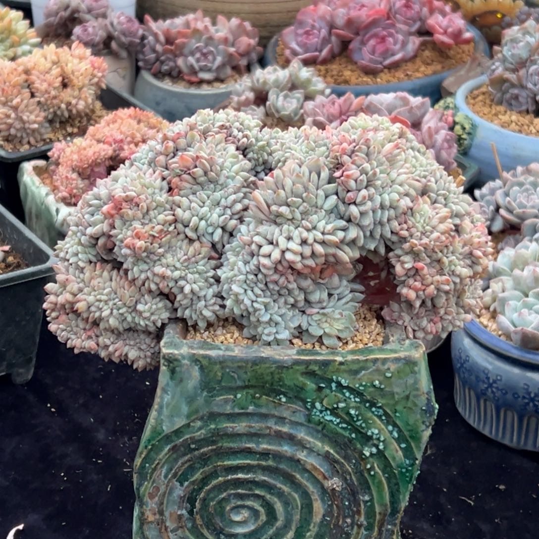 新年快乐 新年快乐