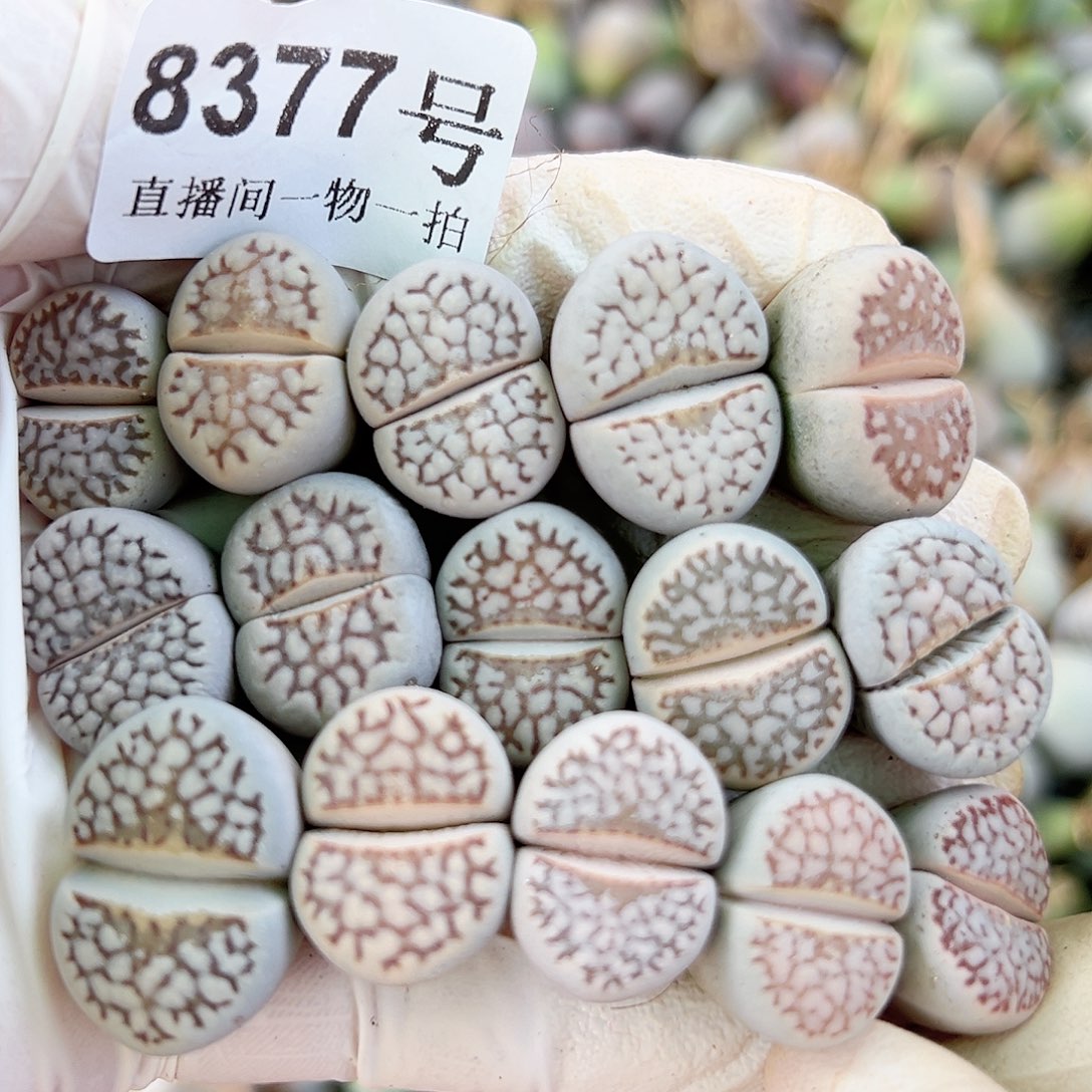 8377 好养易活生石花大母本15个