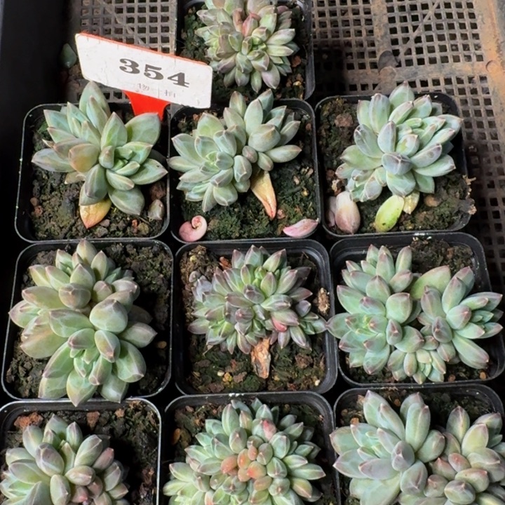 354多肉植物一物一拍