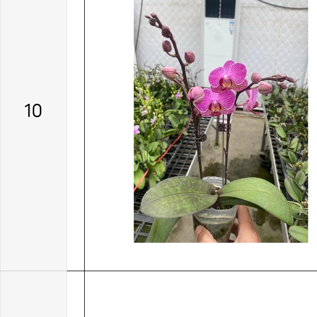 蝴蝶兰依恋3.0寸杯不带花