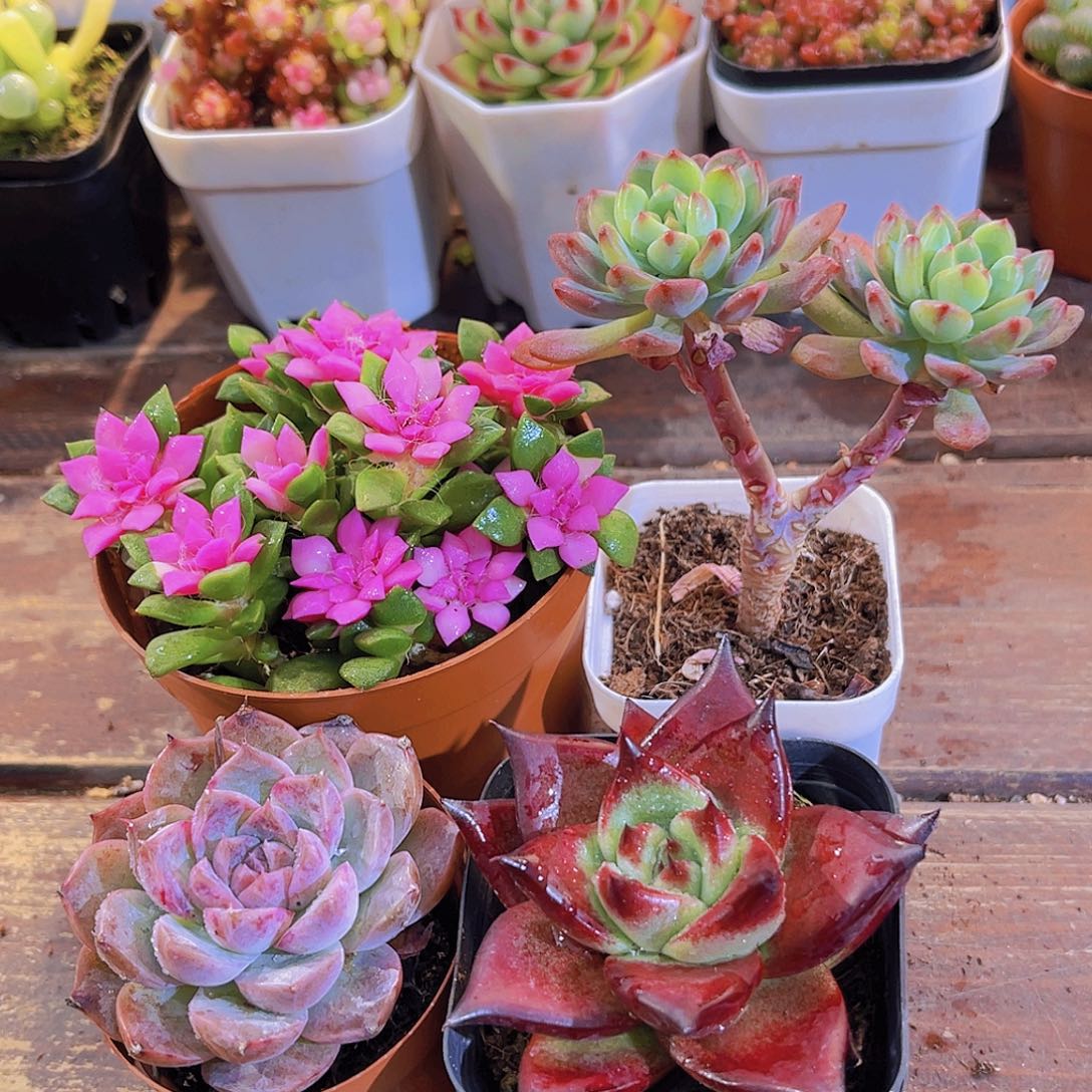 吹雪➕阿尔巴➕蓝苹果多头➕罗卡