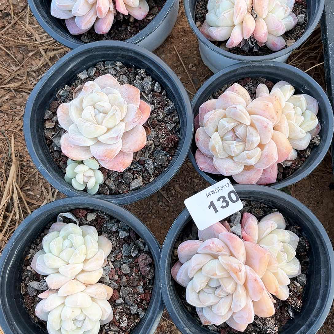 阿雅园艺。        脱土发货130