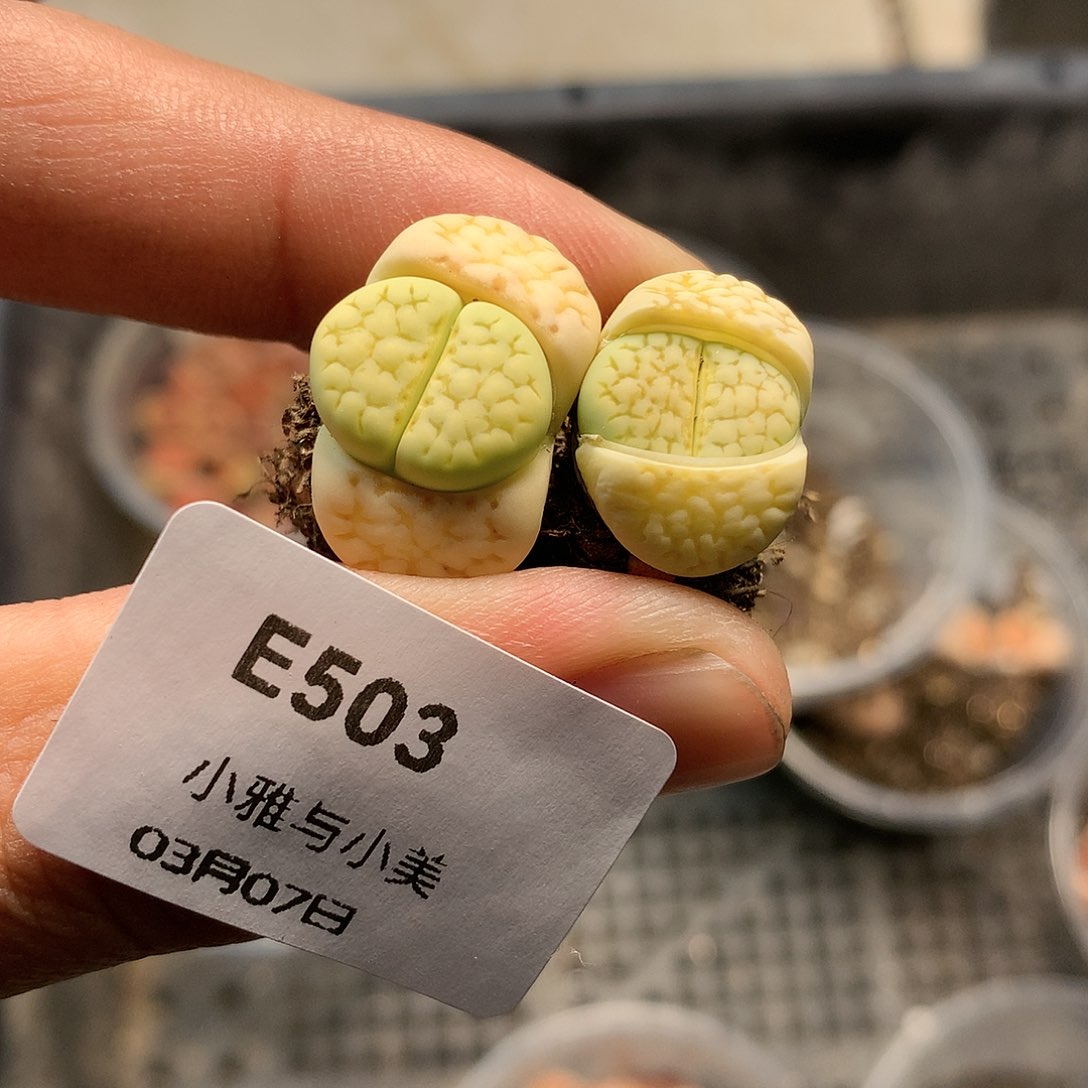 E503多肉植物保护