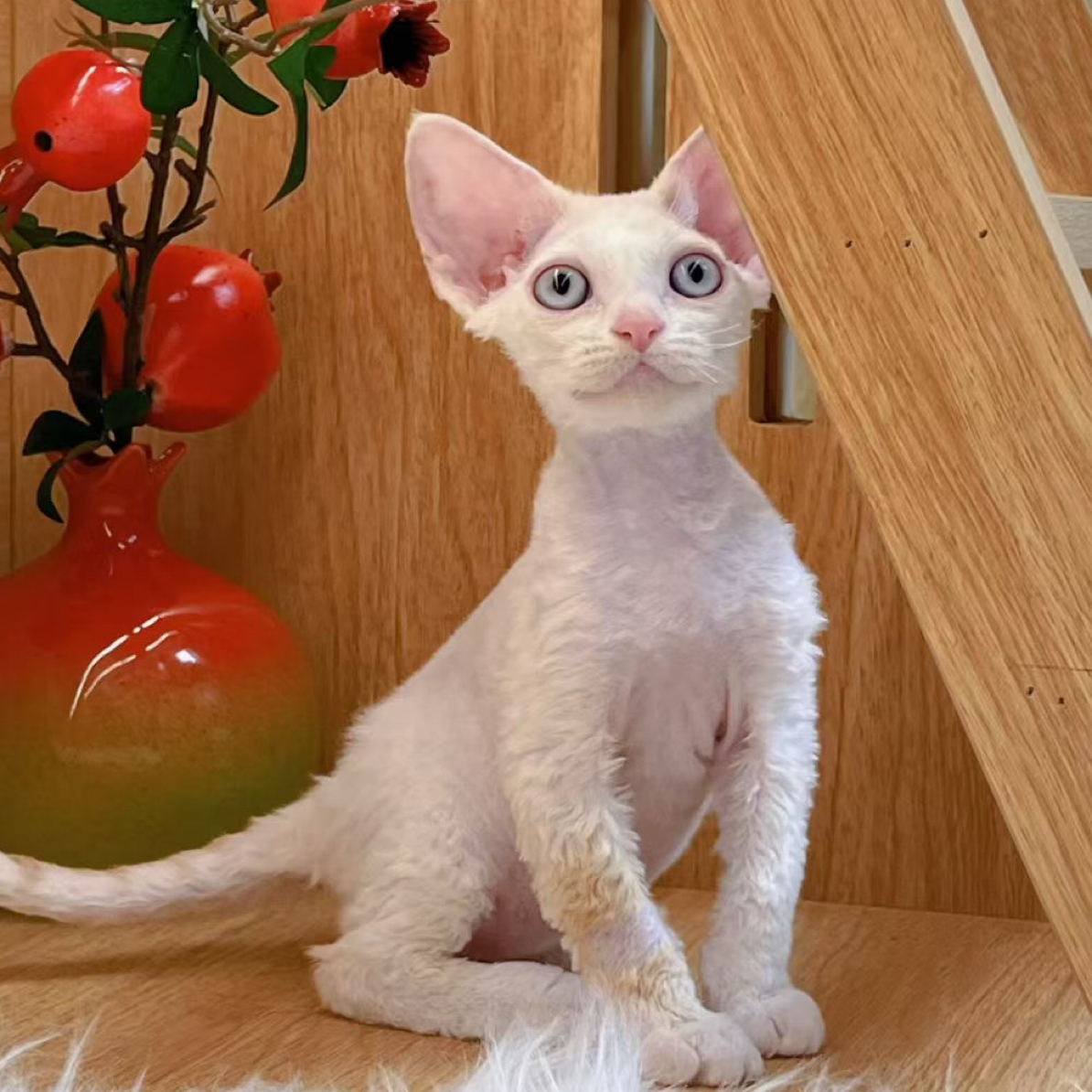 小美家乳白弟弟可爱温顺粘人健康卷毛猫