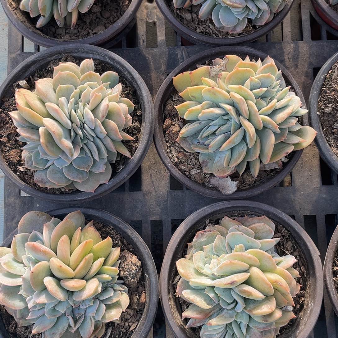 白凤缀化44555555555555555555555