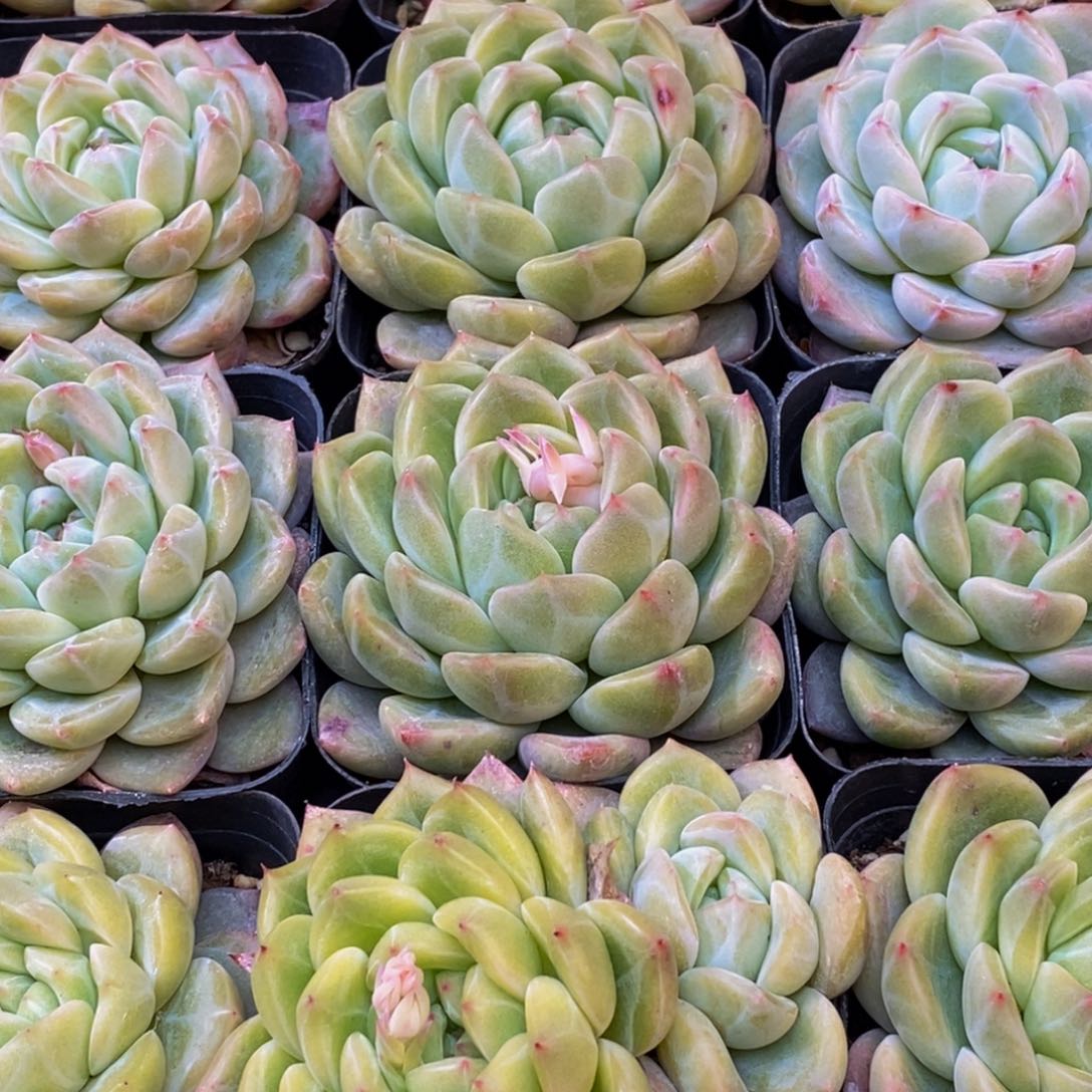 385多肉植物保护研究所