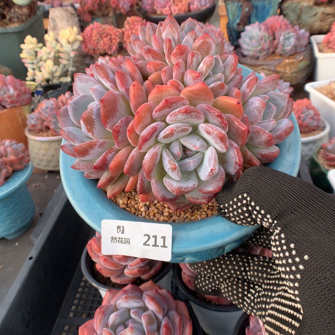 211粉星影缀化多肉植物6666