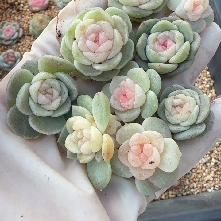 S***G24号绝绝子多肉9+2颗