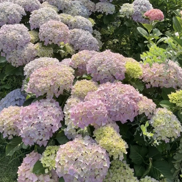 【巨无霸】2加仑 绣球花 室内外盆栽 多年生庭院阳台易养