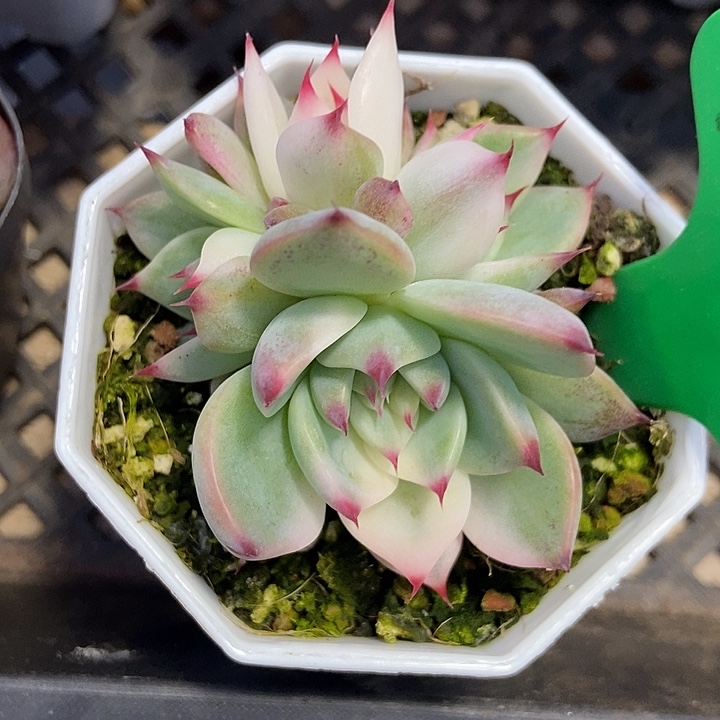 多肉植物吉娃娃锦146