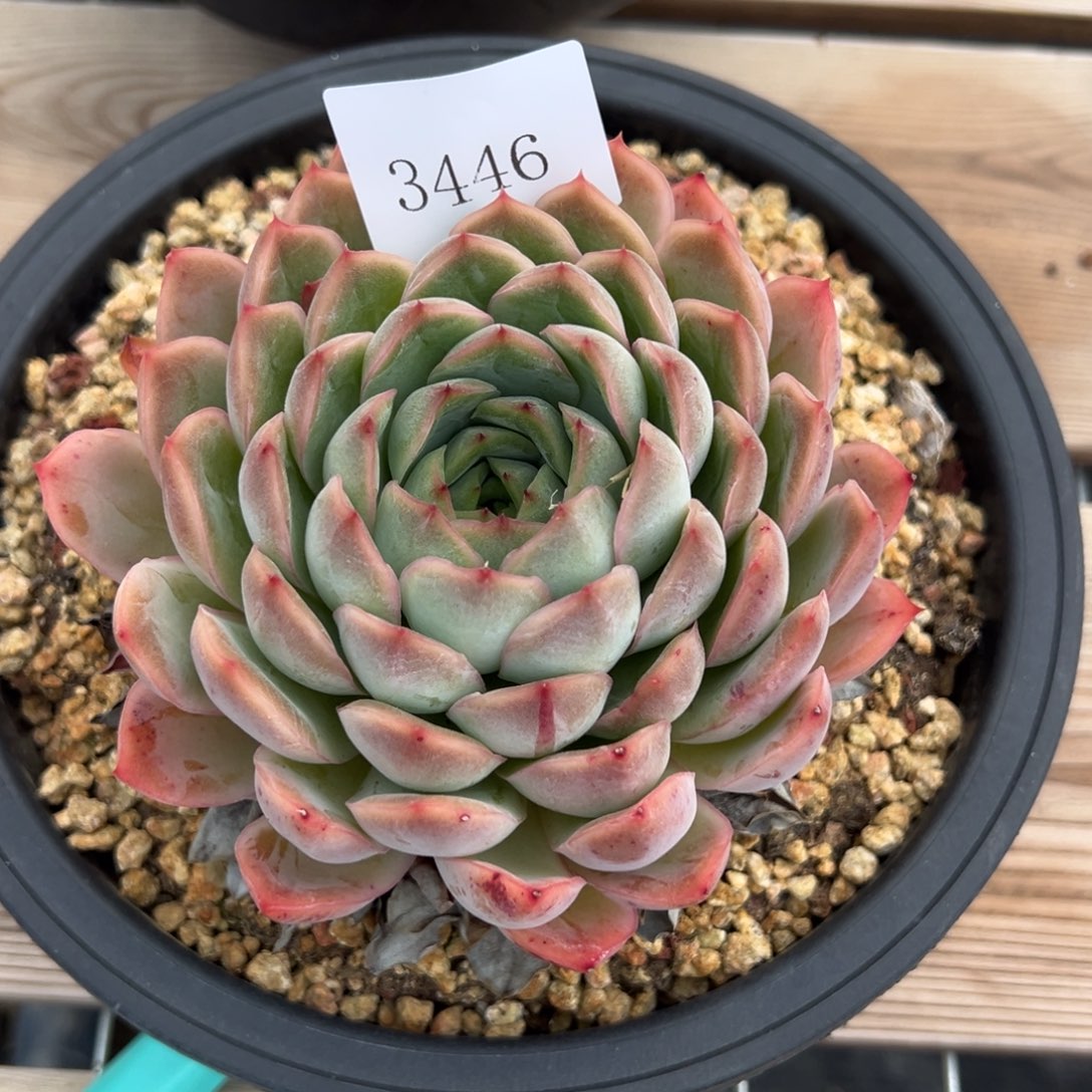 倩*3446多肉多多多多多