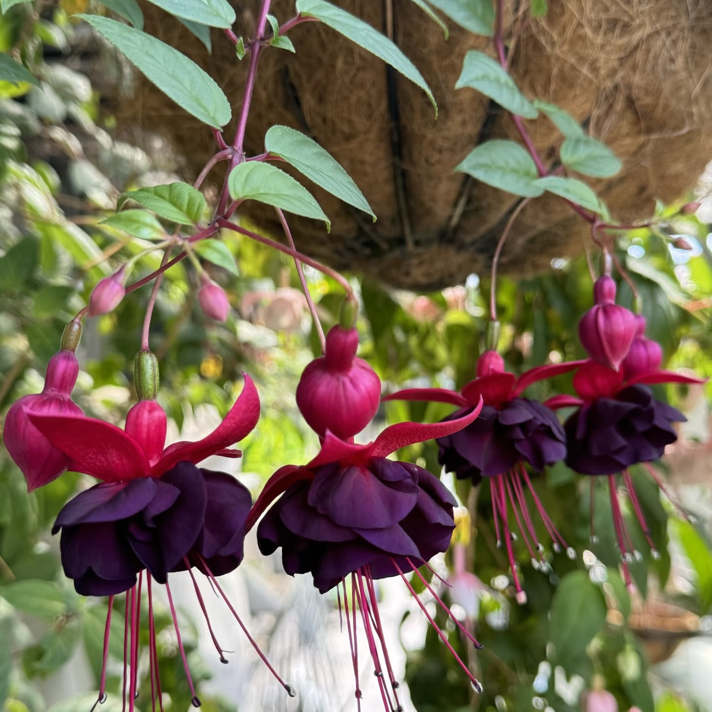 【紫牡丹】倒挂金钟灯笼花 大花重瓣带花苞 花期长花量大 阳台盆栽 