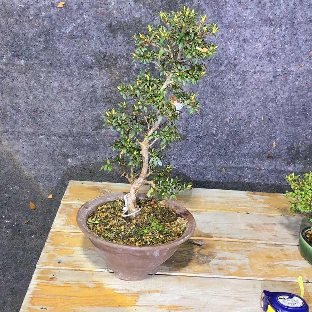 红陶6****9杜鹃花，一物一拍