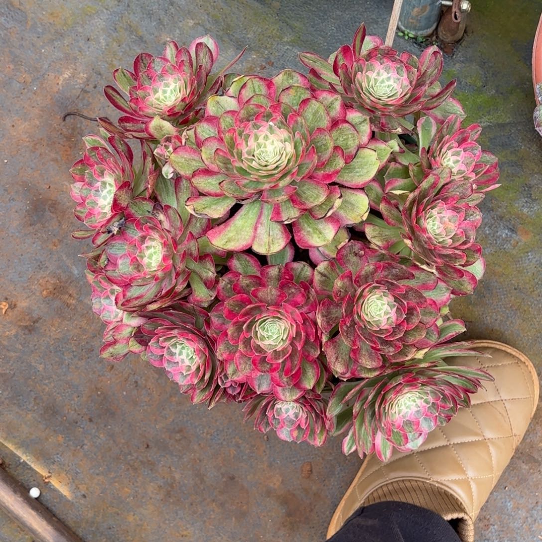 云南多肉植物孔雀翎