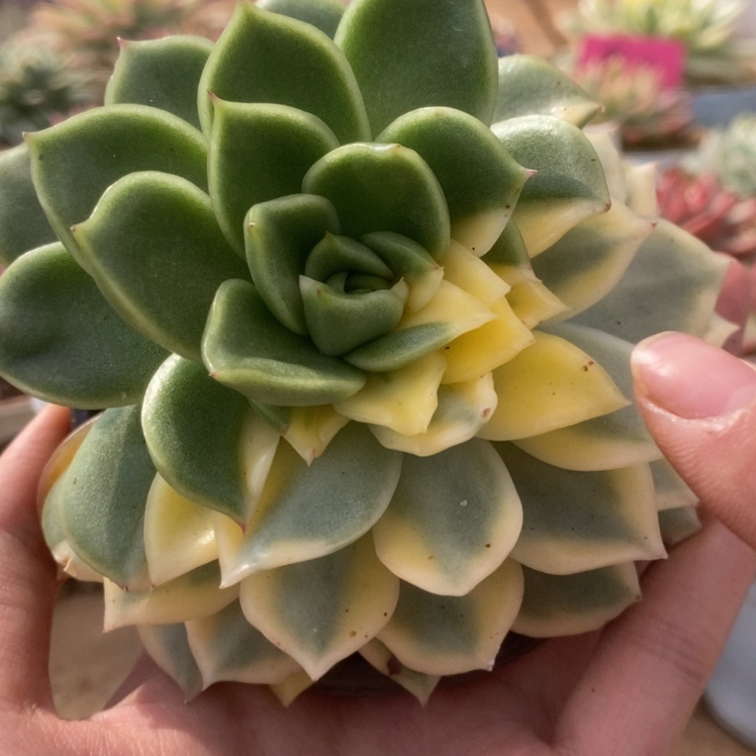 182碧浪锦锦锦锦锦锦锦锦