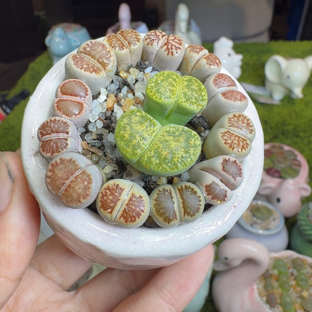 美***9多肉植物福利冲1301