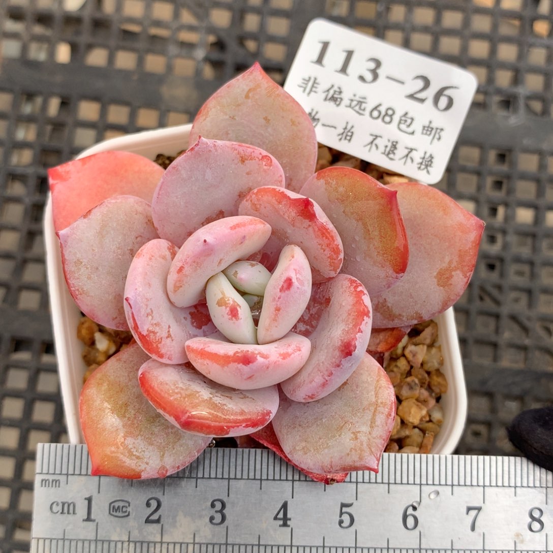 26。奶茶。满六八包邮。