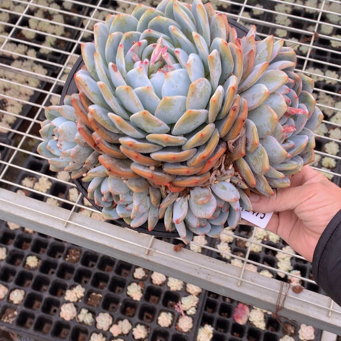 2475多头一个小时左右即可