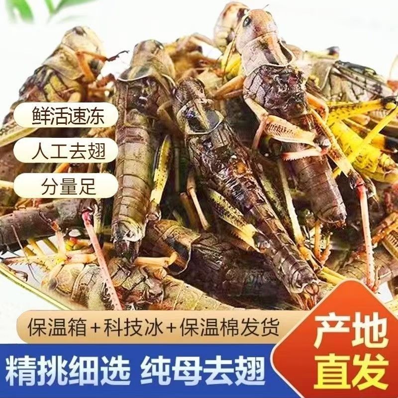 农家养殖鲜活速冻带子带黄蚂蚱鲜美爆汁
