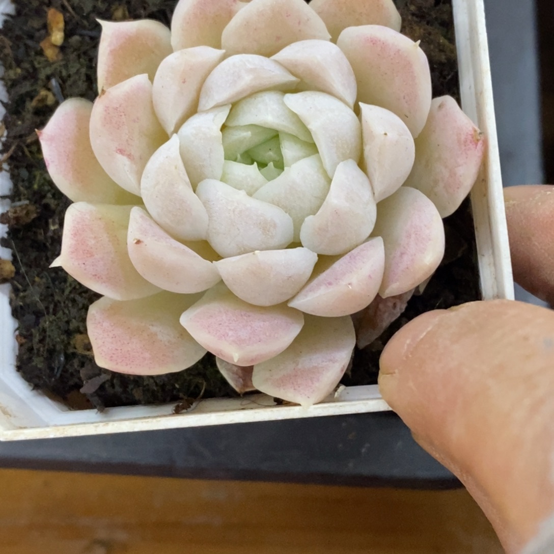 精品多肉一物一一拍不包整189