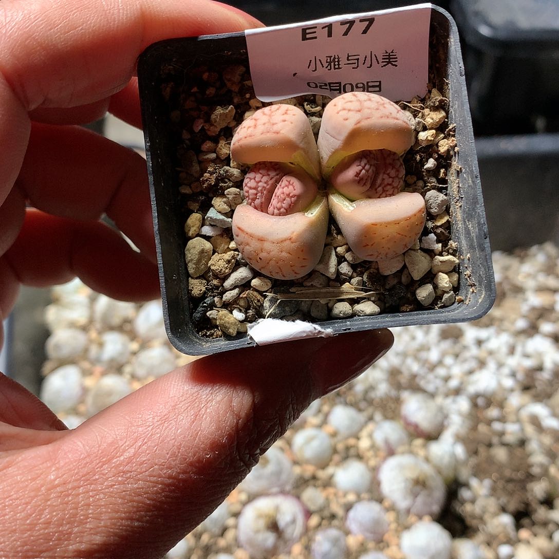 E177多肉植物保护