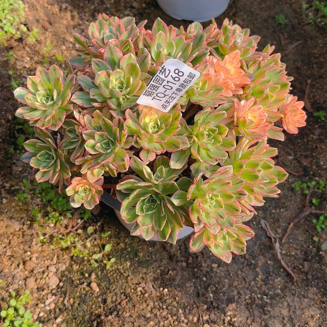 甜茶多肉植物168