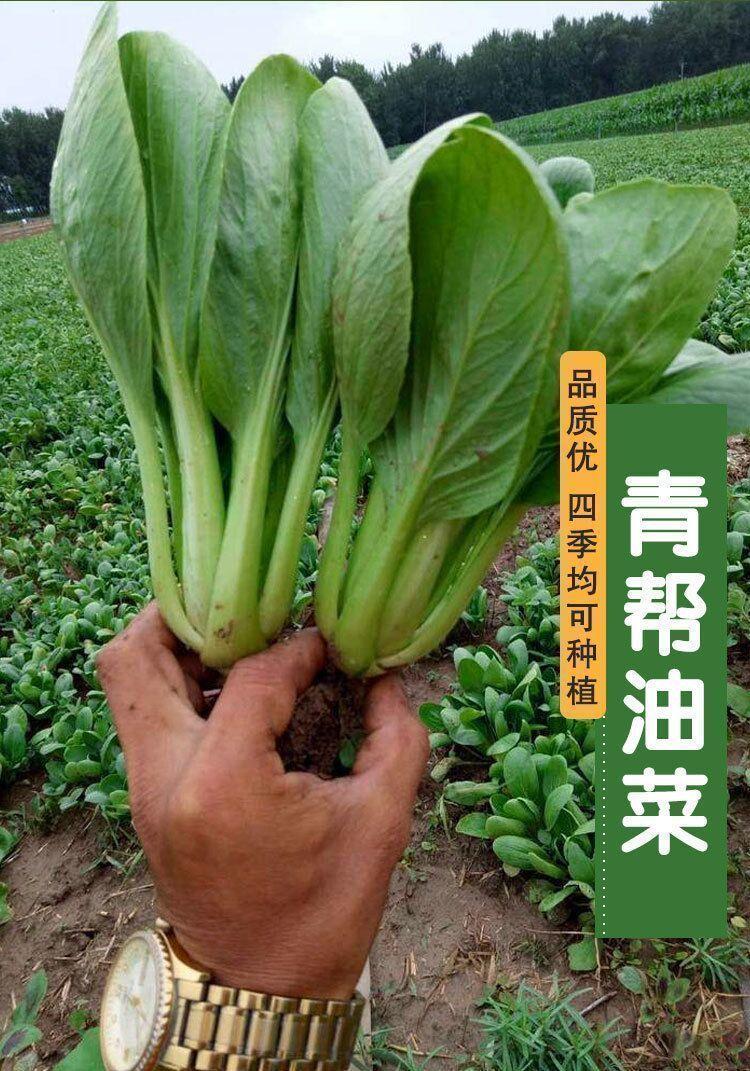 青帮油菜种子小油菜籽青菜种籽四季种植阳台耐热种子