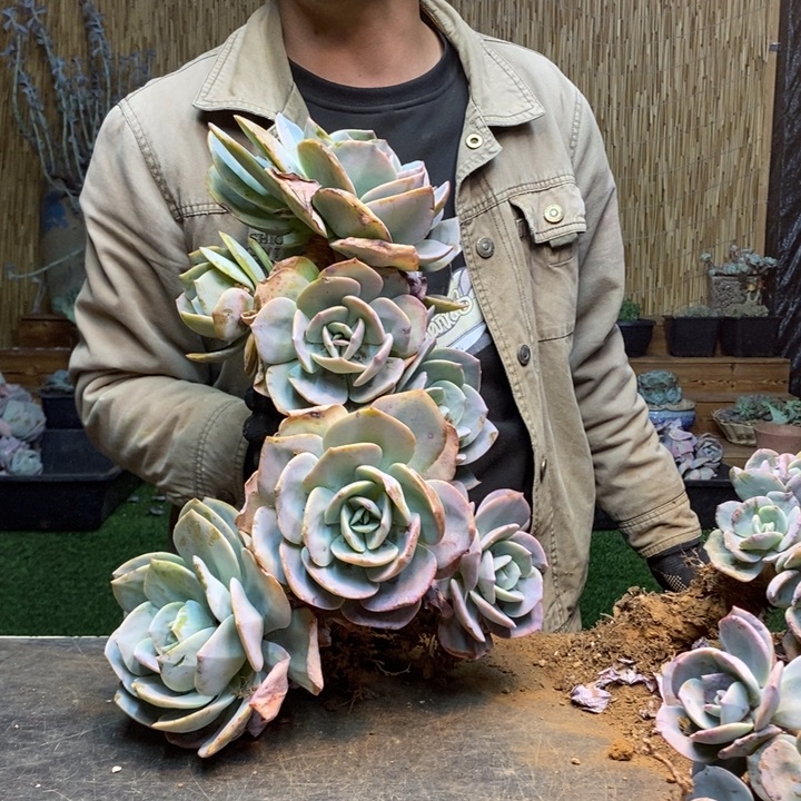 紫***嫣165 号白凤多肉植物