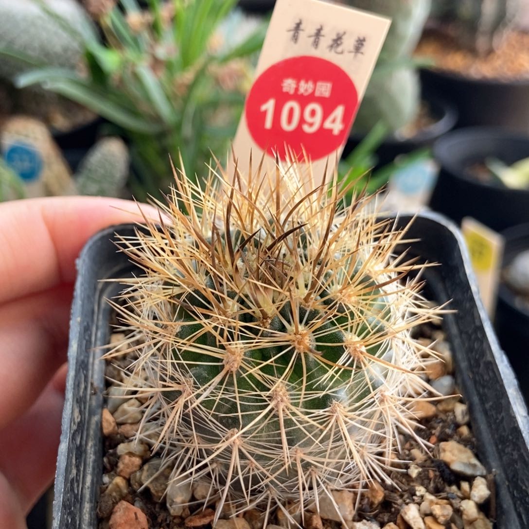 实生狂刺豪刺智利球4.2cm