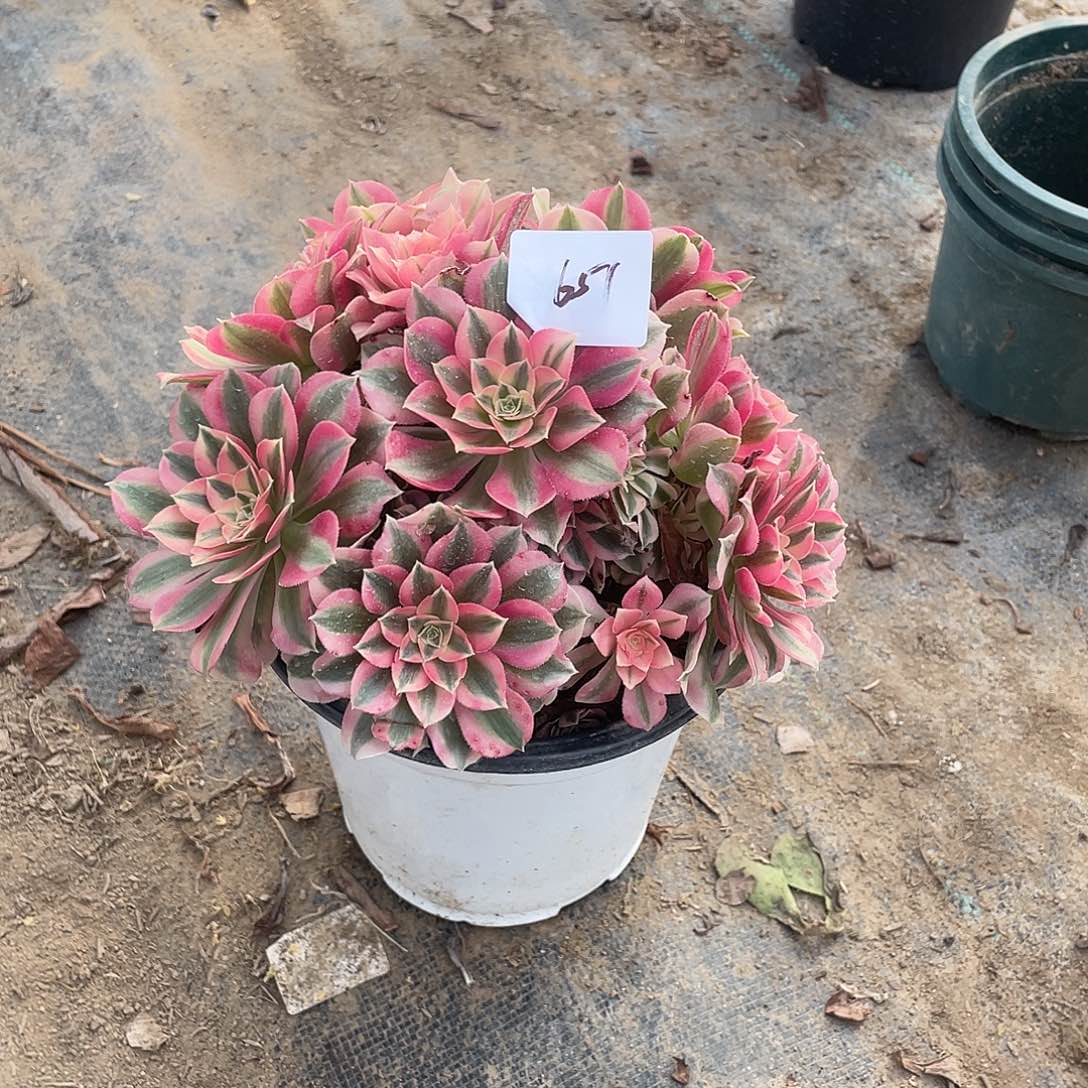 651法师植物粉女巫