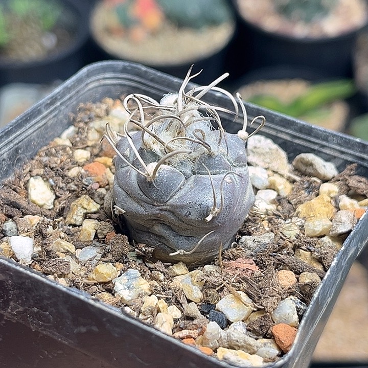 牙城丸娇丽实生球一颗