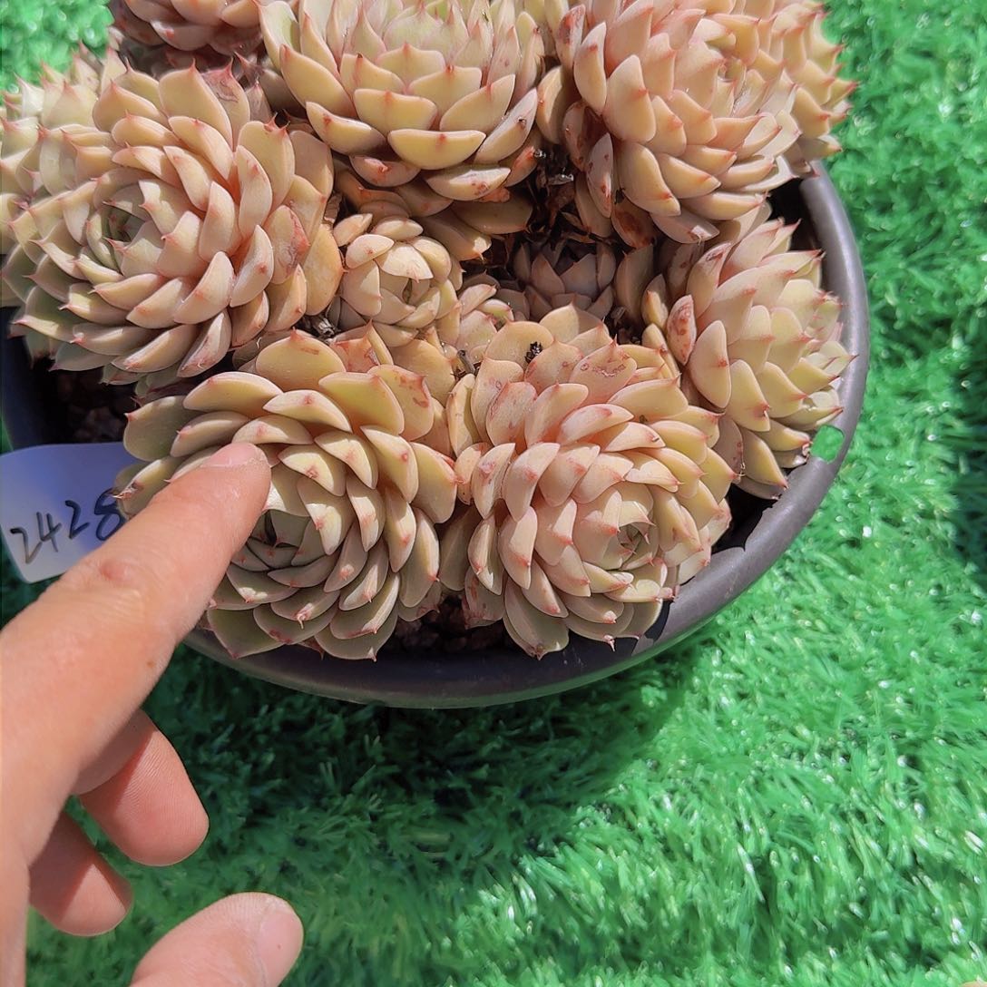 小**干2428本巴多肉植物